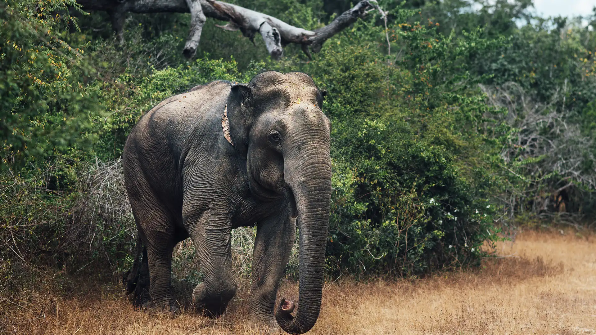 Yala National Park — photo 1