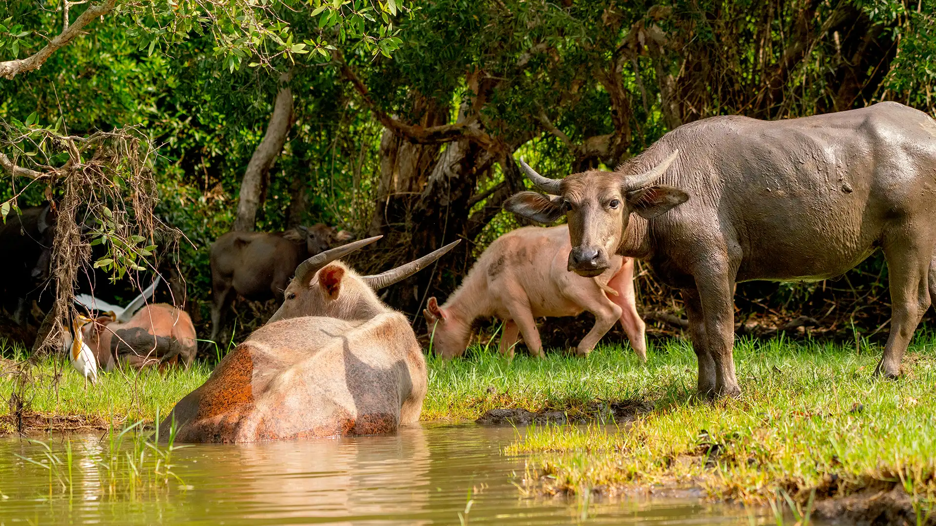 Yala National Park — photo 3