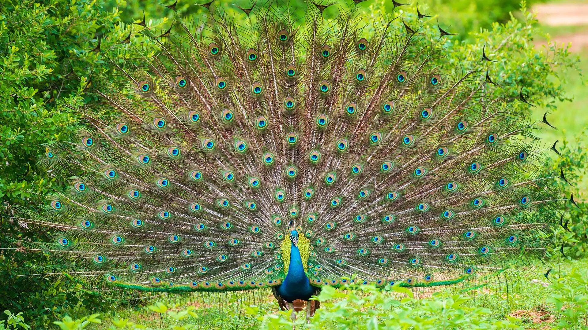 Yala National Park — photo 4
