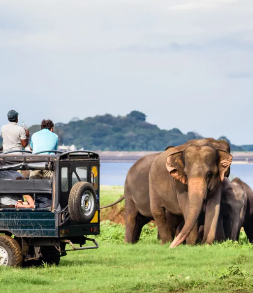 Lankan Wild Escapes